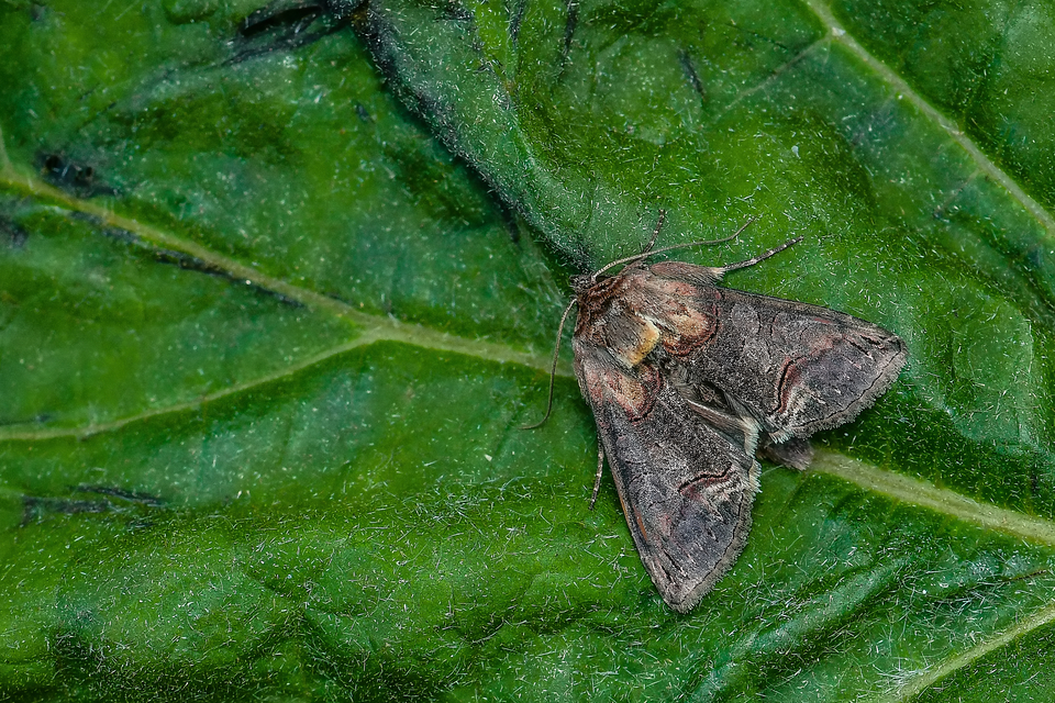 Abrostola triplasia - közönséges csalánbagoly