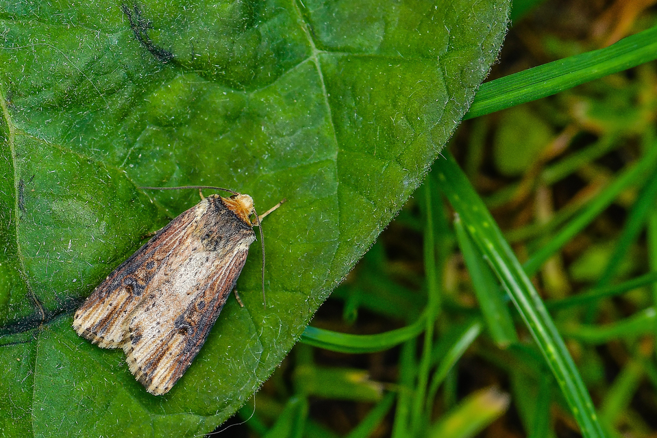 Axylia putris - vonalkás földibagoly