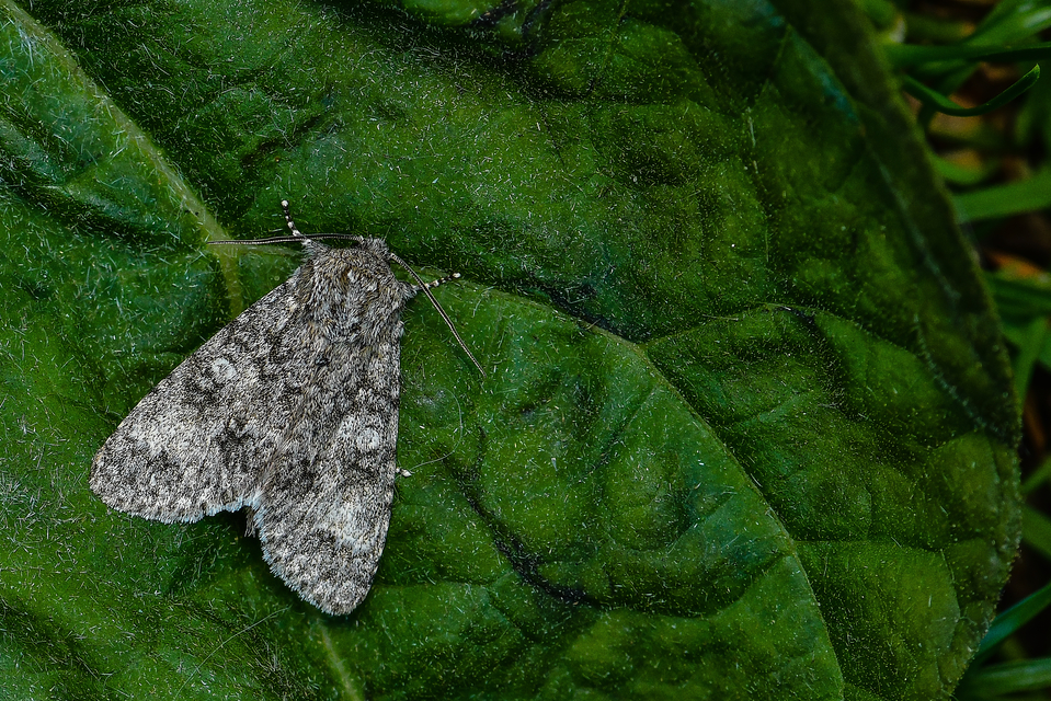 Acronicta megacephala - nagyfejű szigonyosbagoly
