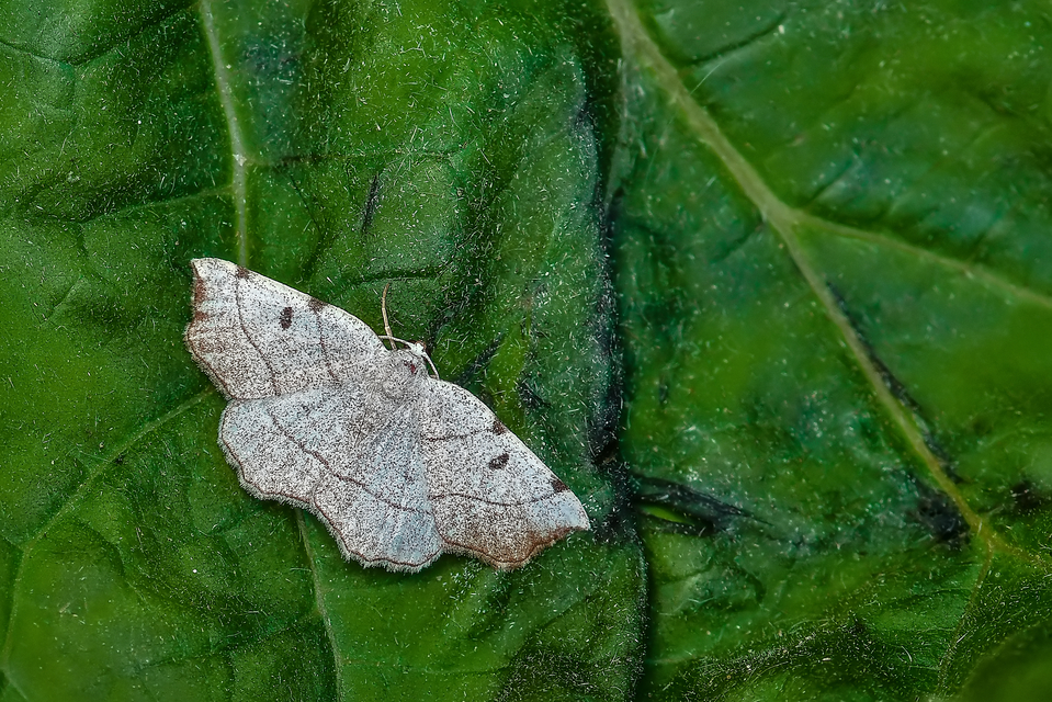 Eilicrinia trinotata - háromjegyű araszoló