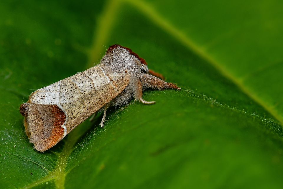 Clostera curtula - rövidszárnyú levélszövő