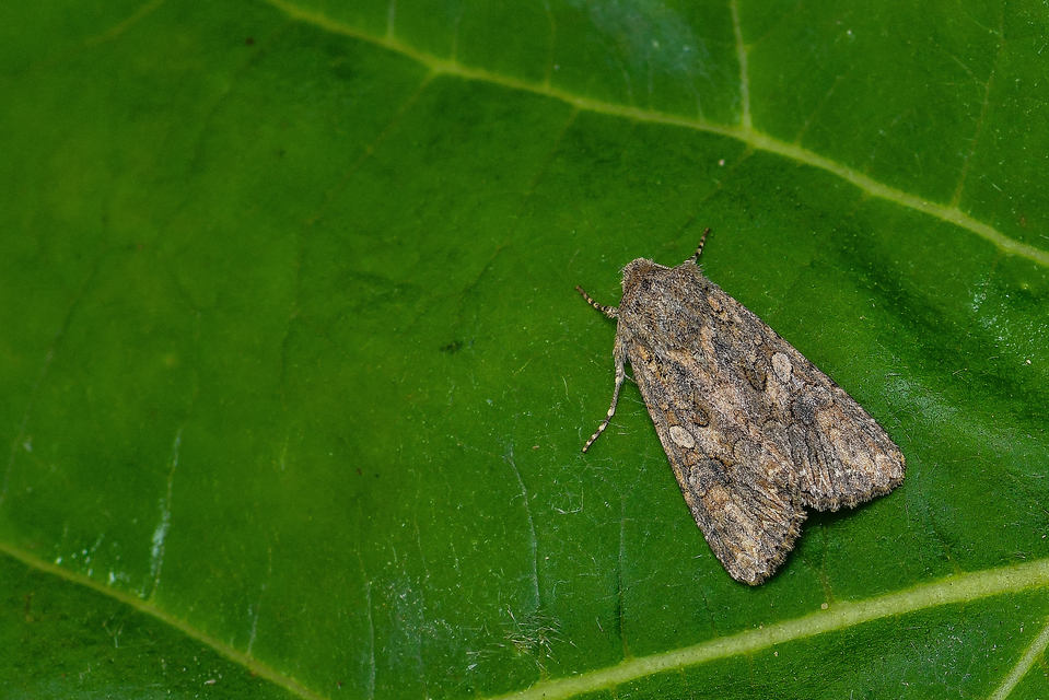 Hadula trifolii - lóherebagoly