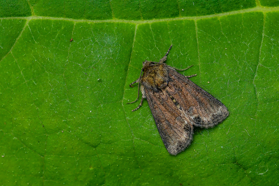 Oligia strigilis - kormos dudvabagoly