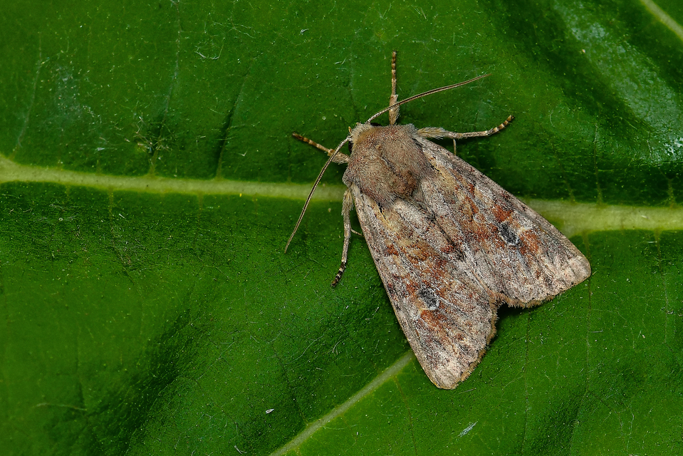 Apamea sordens - kalászrágó dudvabagoly