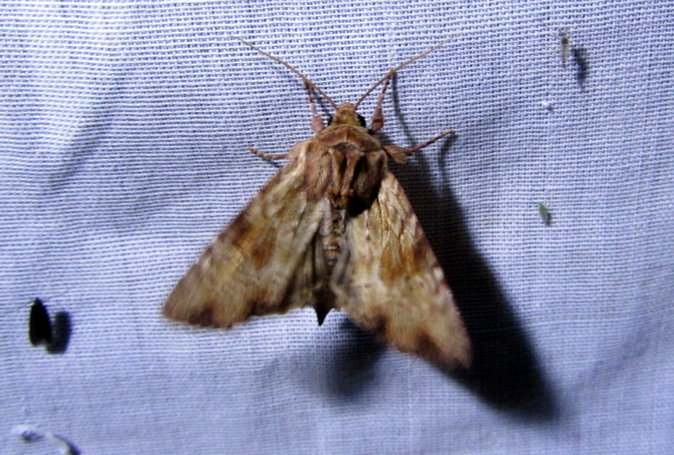Apamea sublustris - sárgás dudvabagoly