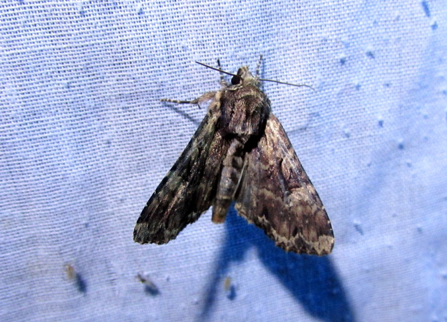 vörösbarna dudvabagoly - Apamea epomidion