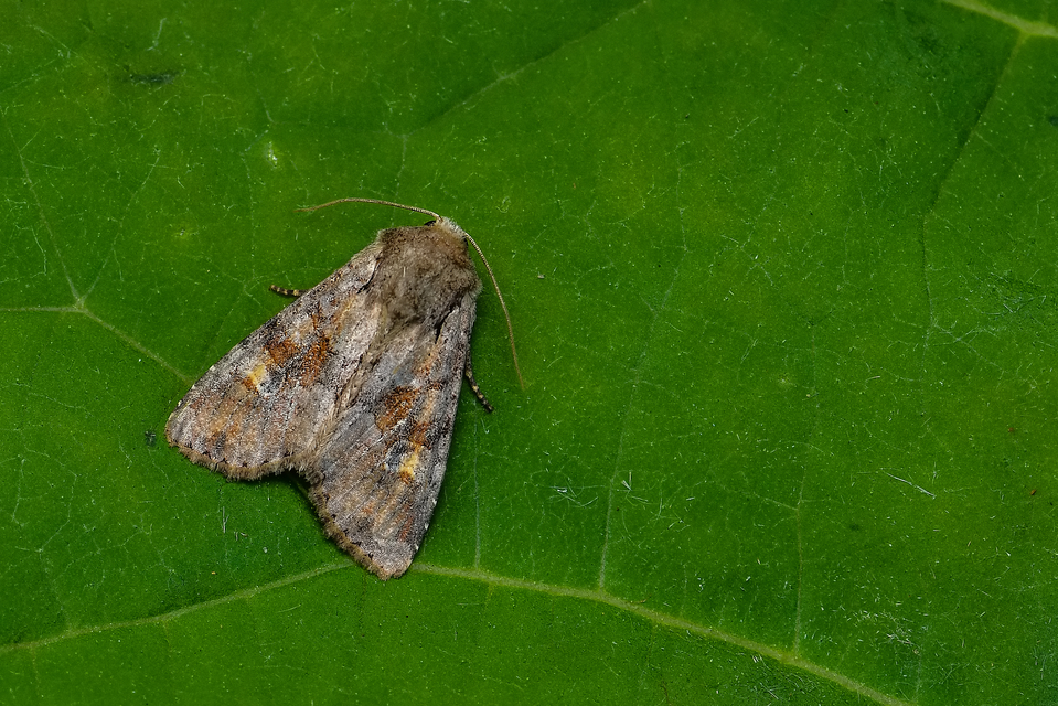Apamea sordens - kalászrágó dudvabagoly
