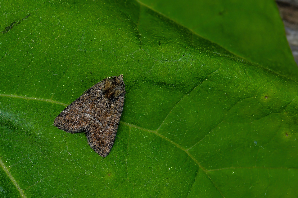 Oligia strigilis/latruncula/versicolor