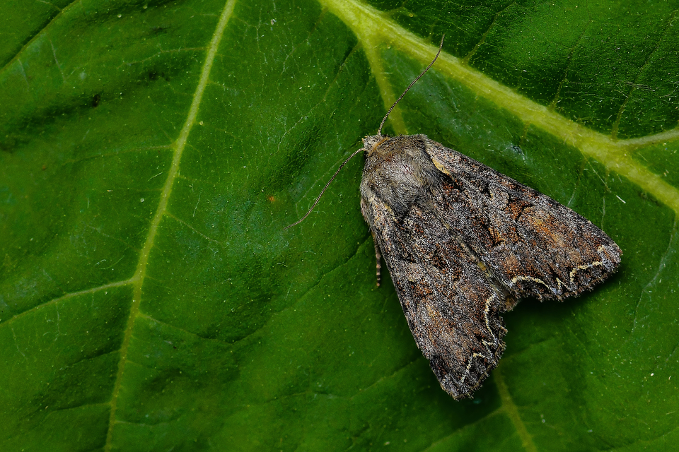 Lacanobia thalassina - borbolya-kertibagoly