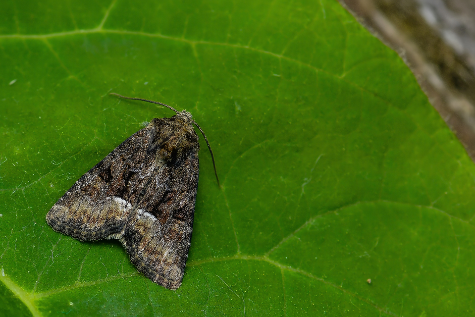 Oligia strigilis/latruncula/versicolor