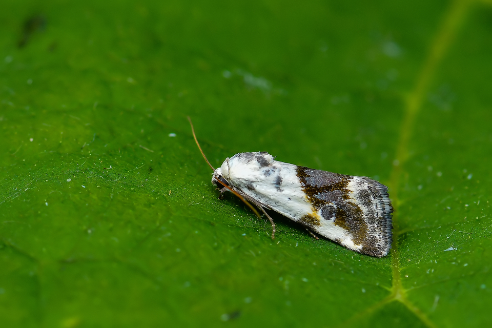 Ponometia candefacta - parlagfűbagoly