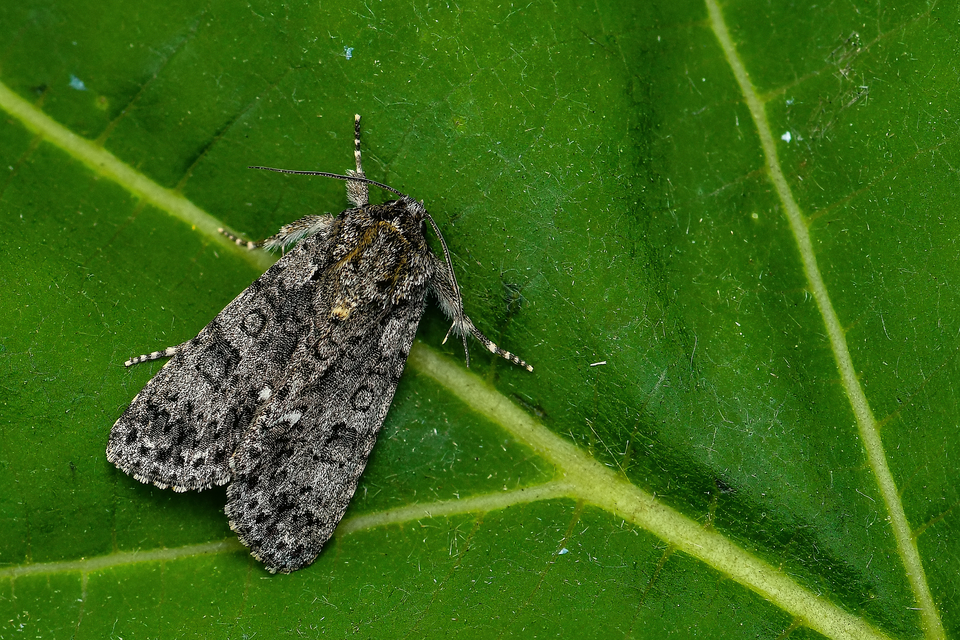 Acronicta rumicis - sóska-szigonyosbagoly