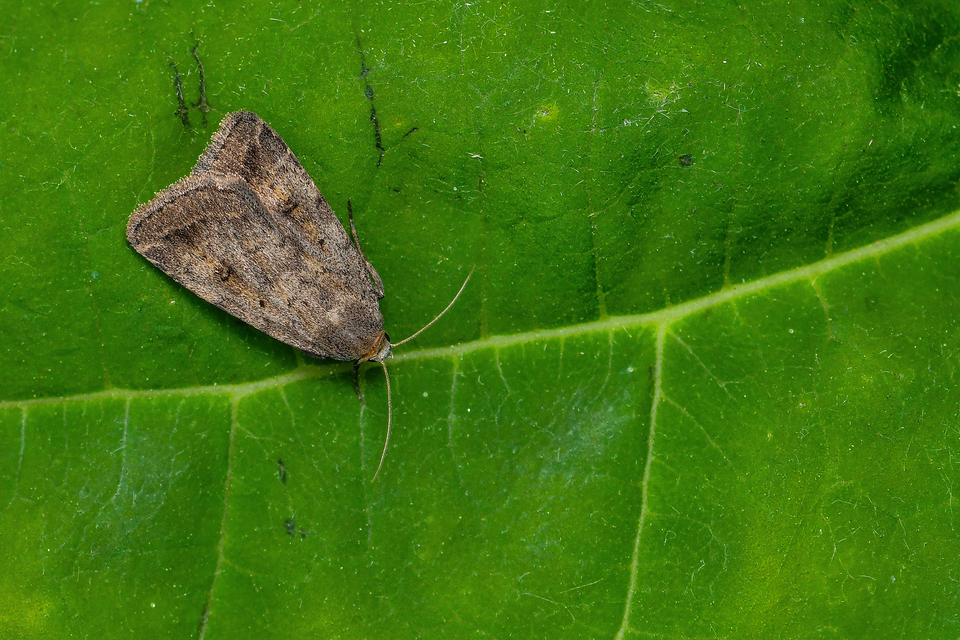 Athetis gluteosa - nyugtalan lápibagoly
