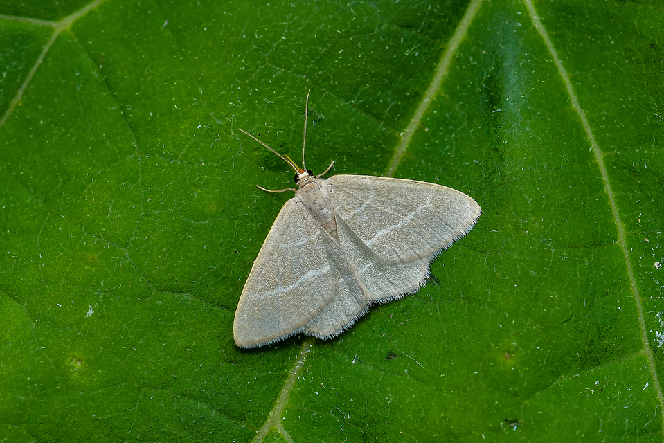 Chlorissa viridata - üdezöld araszoló