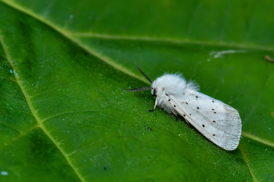 Spilosoma lubricipedum - tejszínű medvelepke
