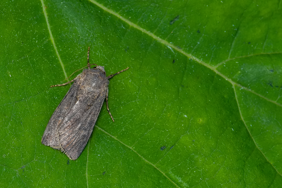 Agrotis segetum - vetési földibagoly