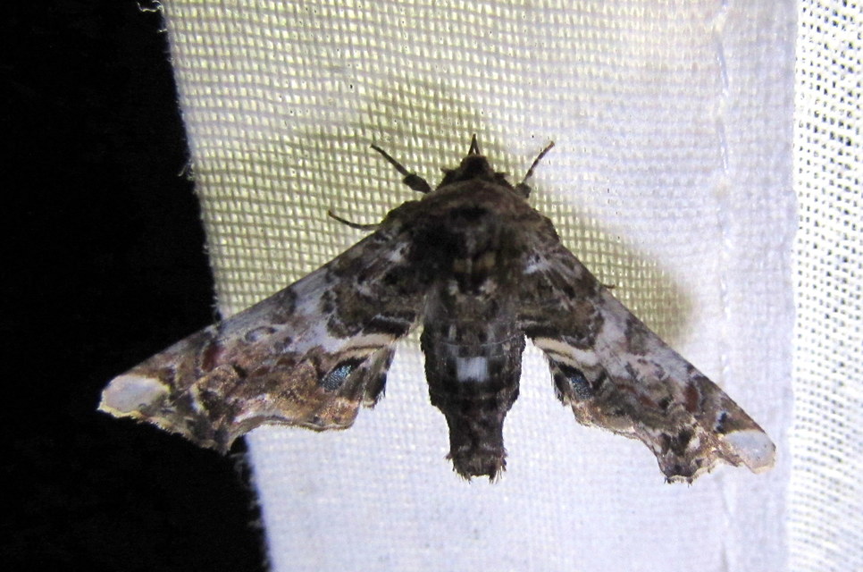 cserszömörcebagoly - Eutelia adulatrix