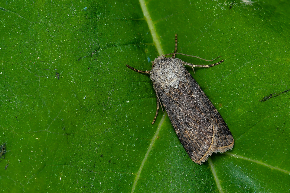 Agrotis segetum - vetési földibagoly