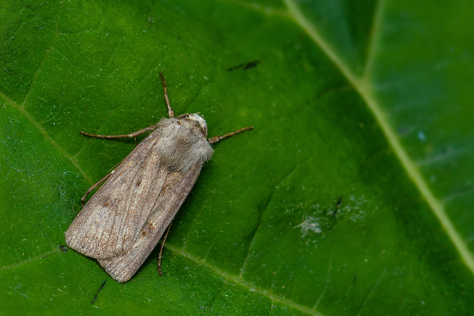 Agrotis exclamationis - felkiáltójeles földibagoly