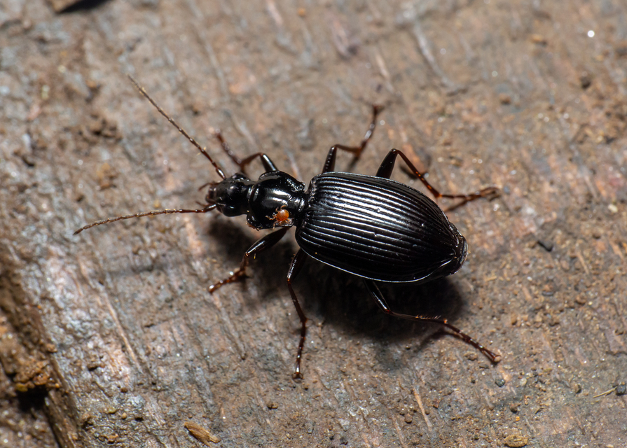Limodromus assimilis - vöröslábú kisfutó