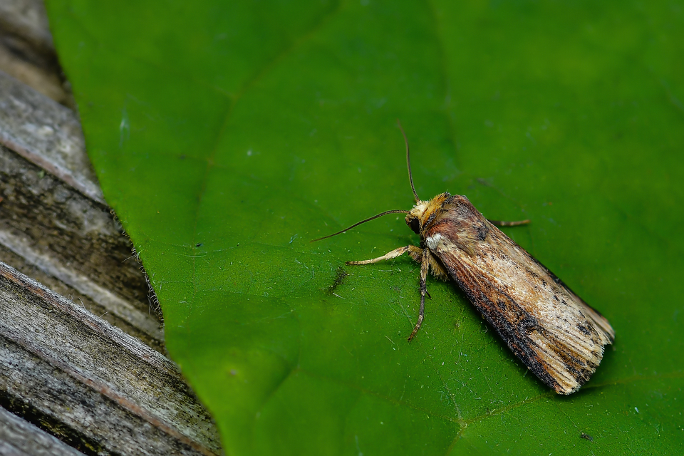 Axylia putris - vonalkás földibagoly