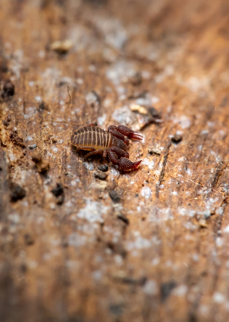 Pseudoscorpionida - Álskorpiók