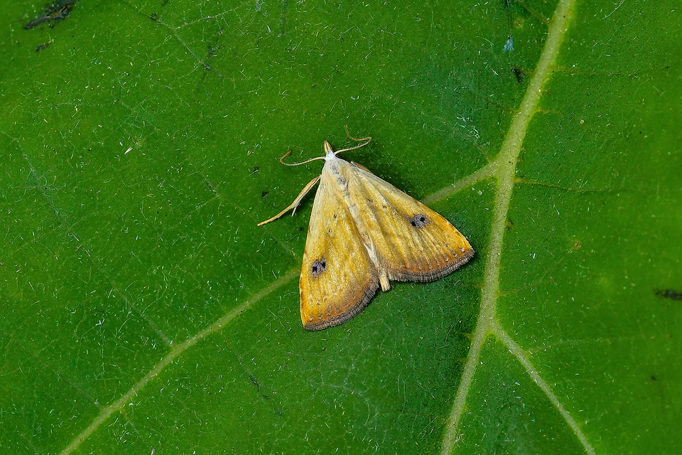 Rivula sericealis - selymes lórombagoly