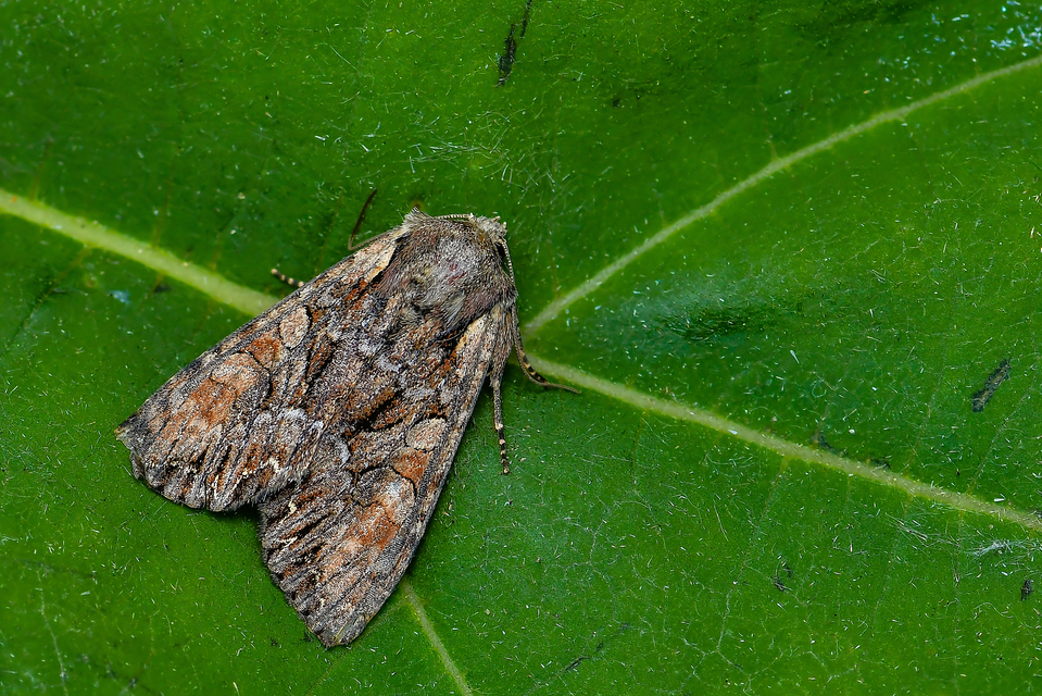 Lacanobia thalassina - borbolya-kertibagoly