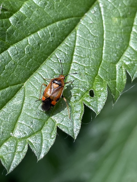 Deraeocoris ruber - vöröses mezeipoloska