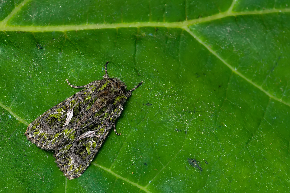 Trachea atriplicis - nyári zöldbagoly