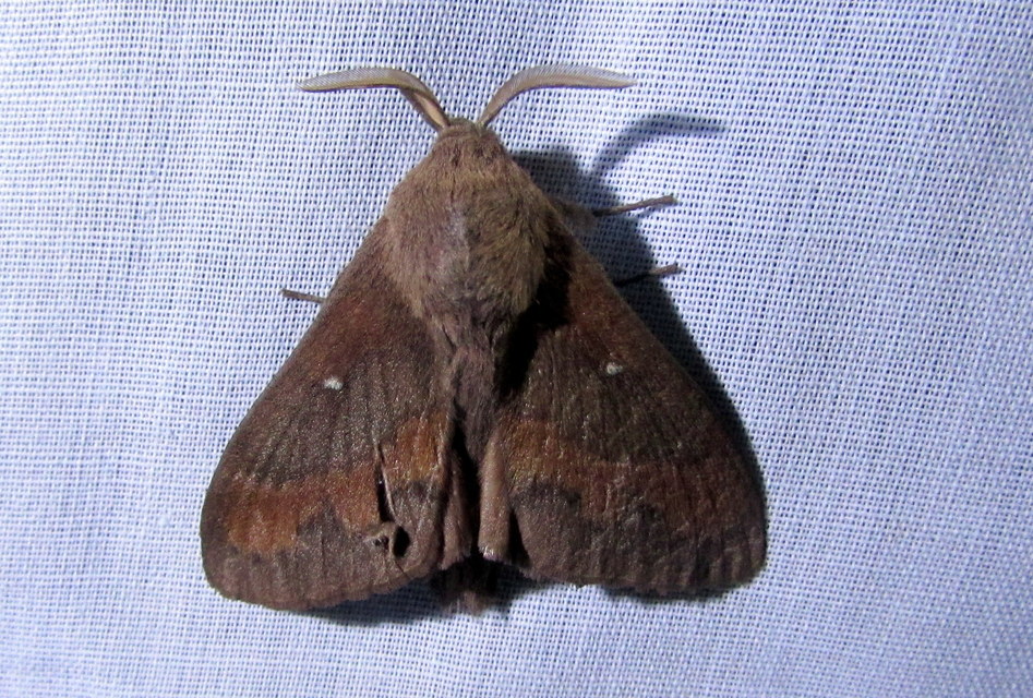 fenyőpohók - Dendrolimus pini