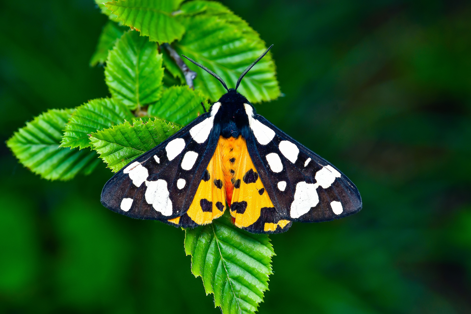 Arctia villica - fekete medvelepke