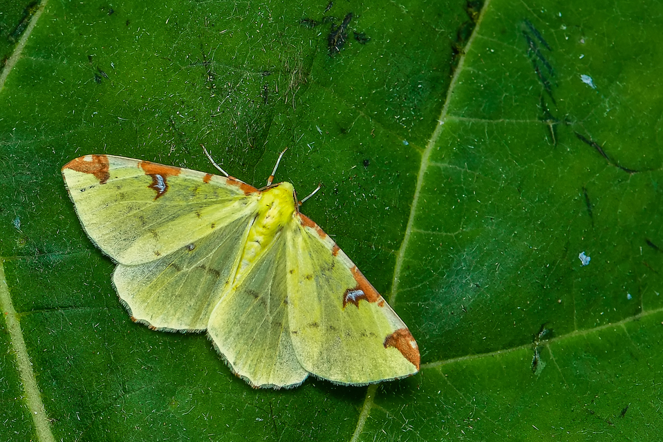 Opisthograptis luteolata - citromsárga araszoló