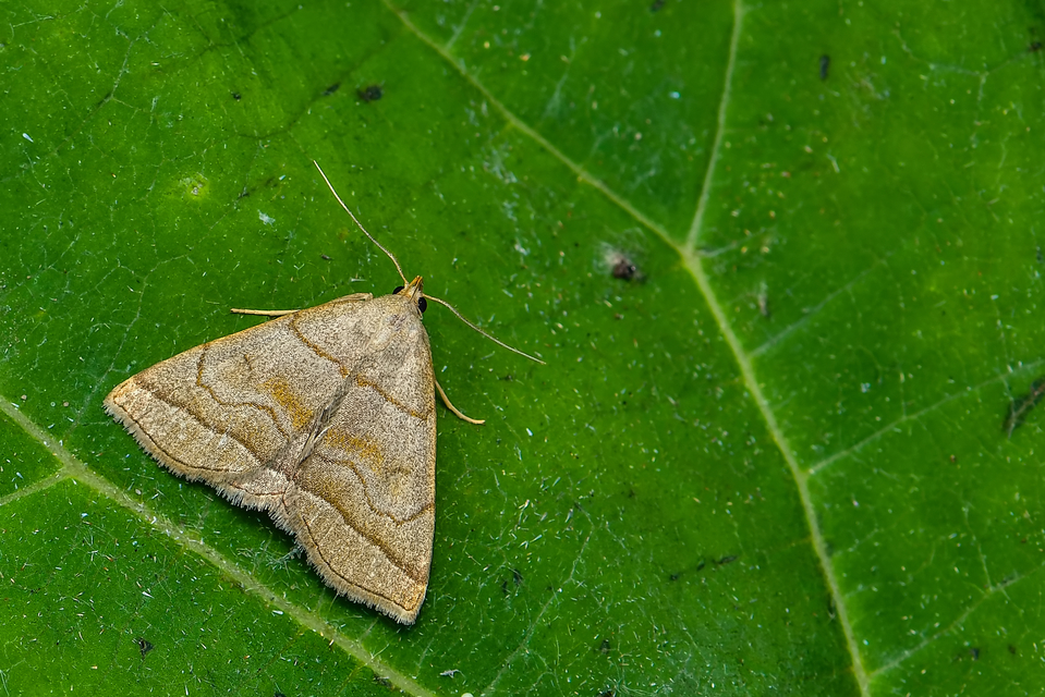 Herminia tarsicrinalis - szőröslábú karcsúbagoly