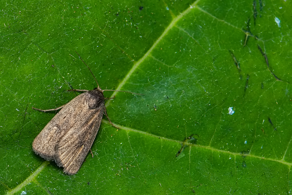 Athetis gluteosa - nyugtalan lápibagoly