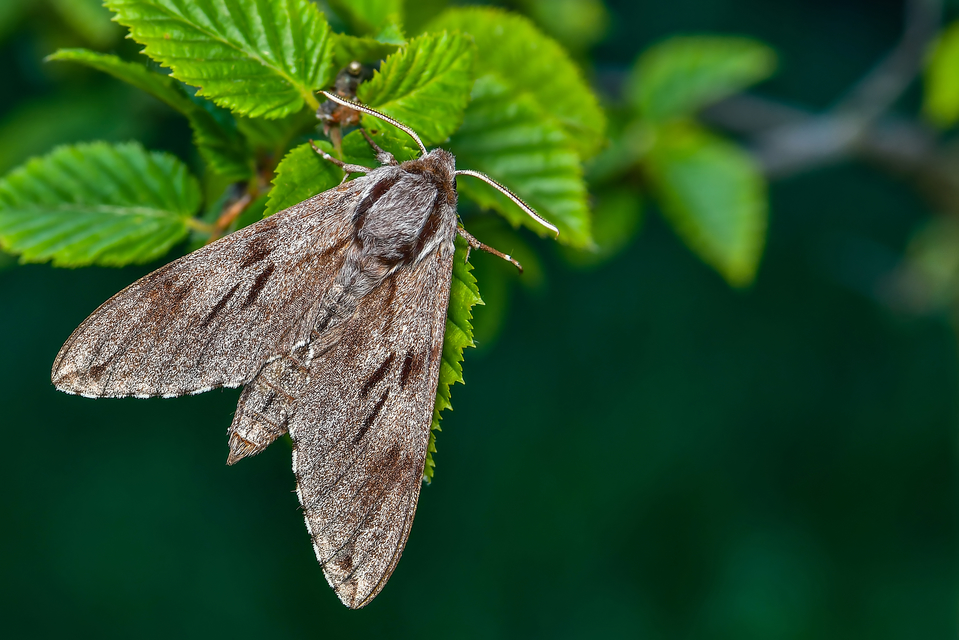 Hyloicus pinastri - fenyőszender