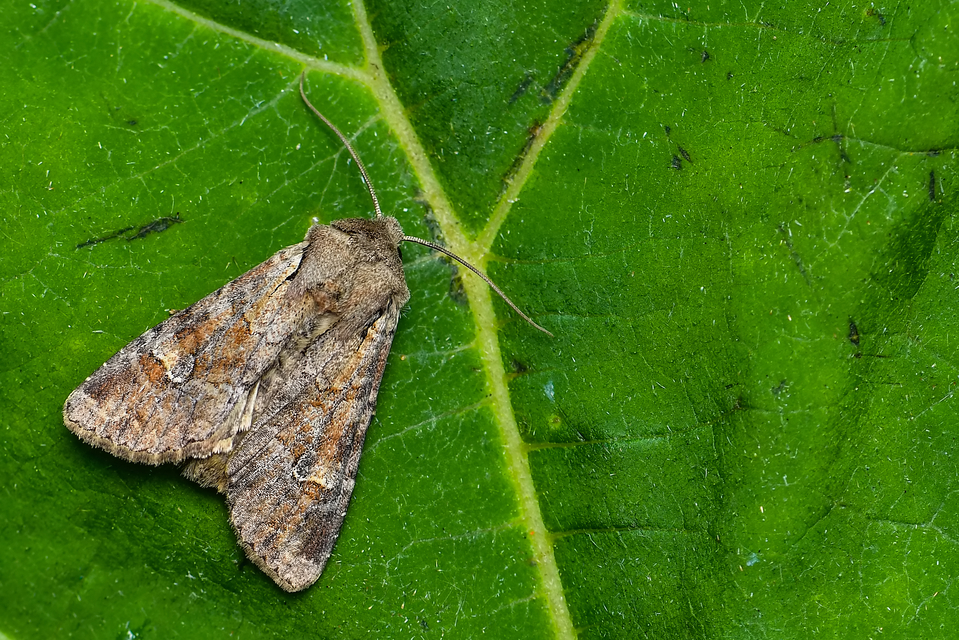 Apamea sordens - kalászrágó dudvabagoly