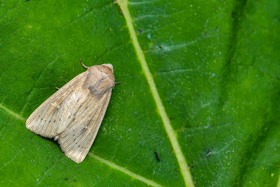 Leucania obsoleta - pontozott rétibagoly