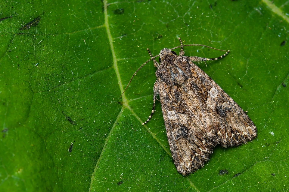 Hadula trifolii - lóherebagoly