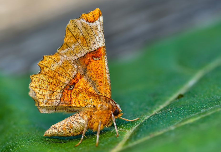 Selenia lunularia - egyfoltos holdasaraszoló