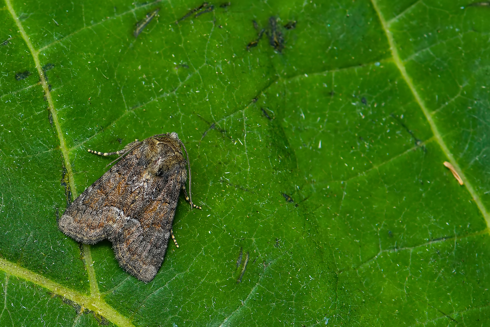 Oligia strigilis/latruncula/versicolor