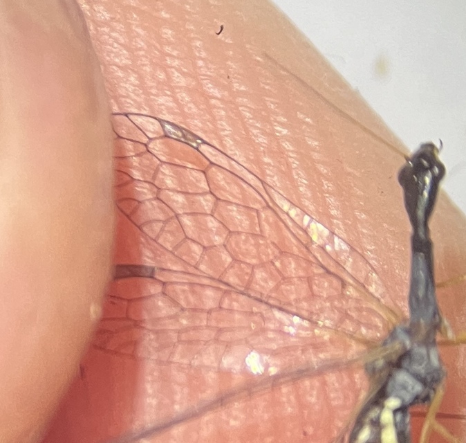 Venustoraphidia nigricollis