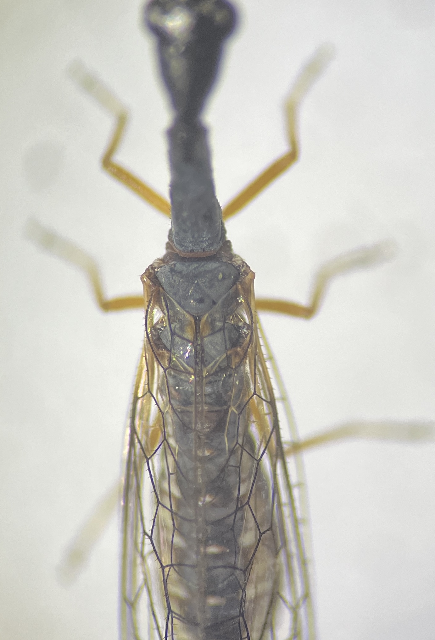 Venustoraphidia nigricollis