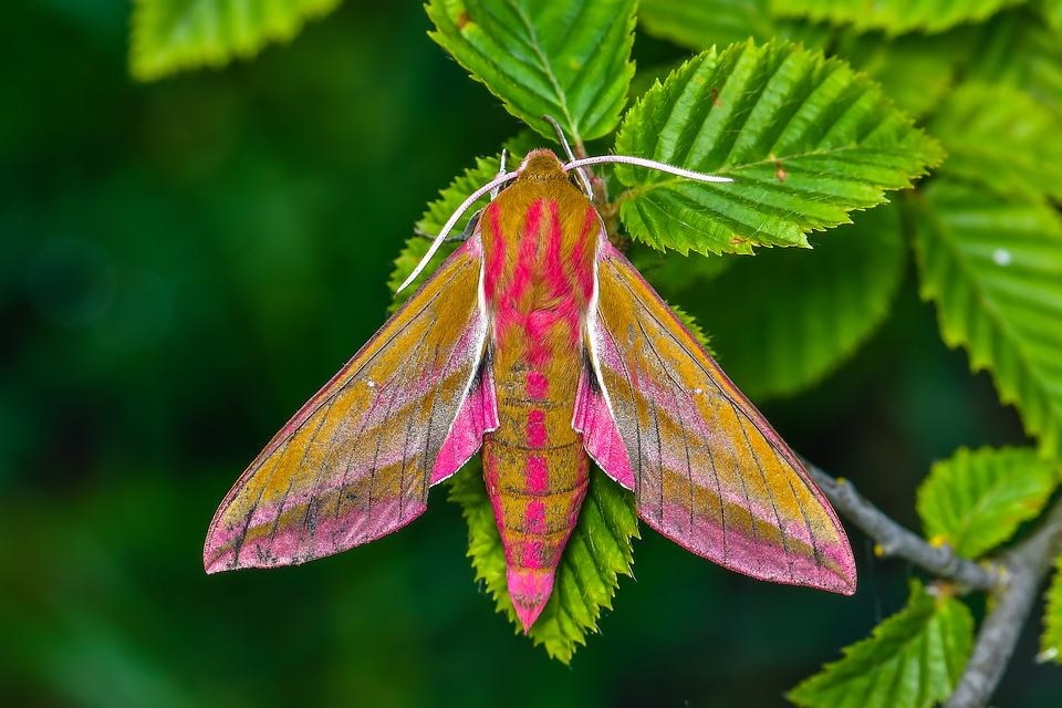 Deilephila elpenor - szőlőszender