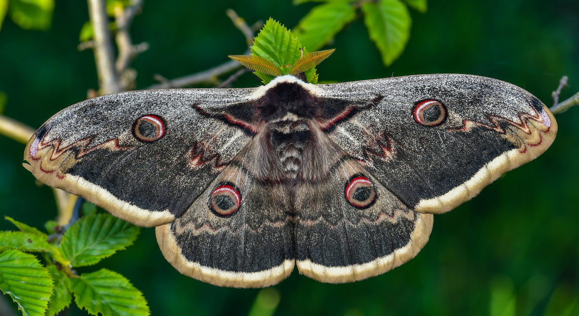 Saturnia pyri - nagy pávaszem