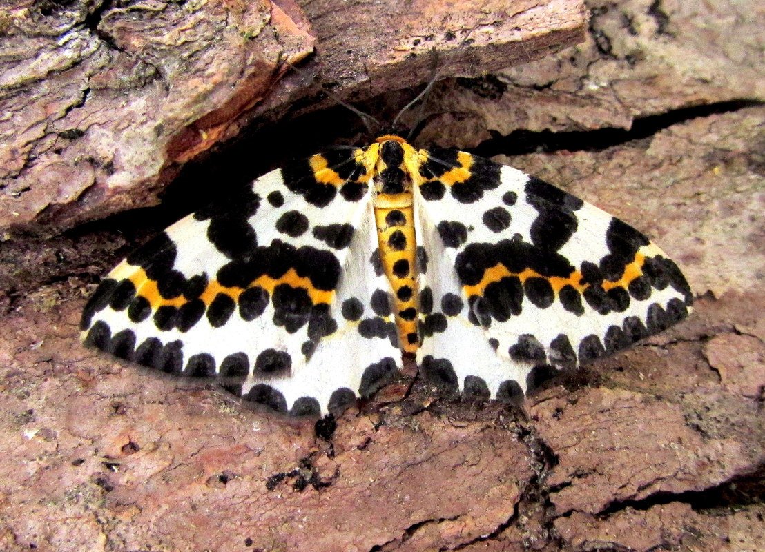 Abraxas grossulariata - köszméte-araszoló