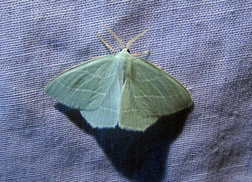 Hemistola chrysoprasaria - kékes zöldaraszoló