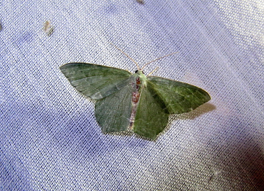 Hemithea aestivaria - nyír-zöldaraszoló