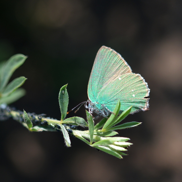 Callophrys rubi - zöldfonákú lepke