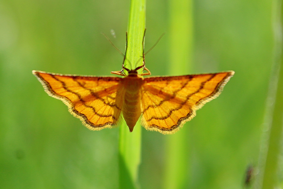 Idaea aureolaria - aranyos sávosaraszoló